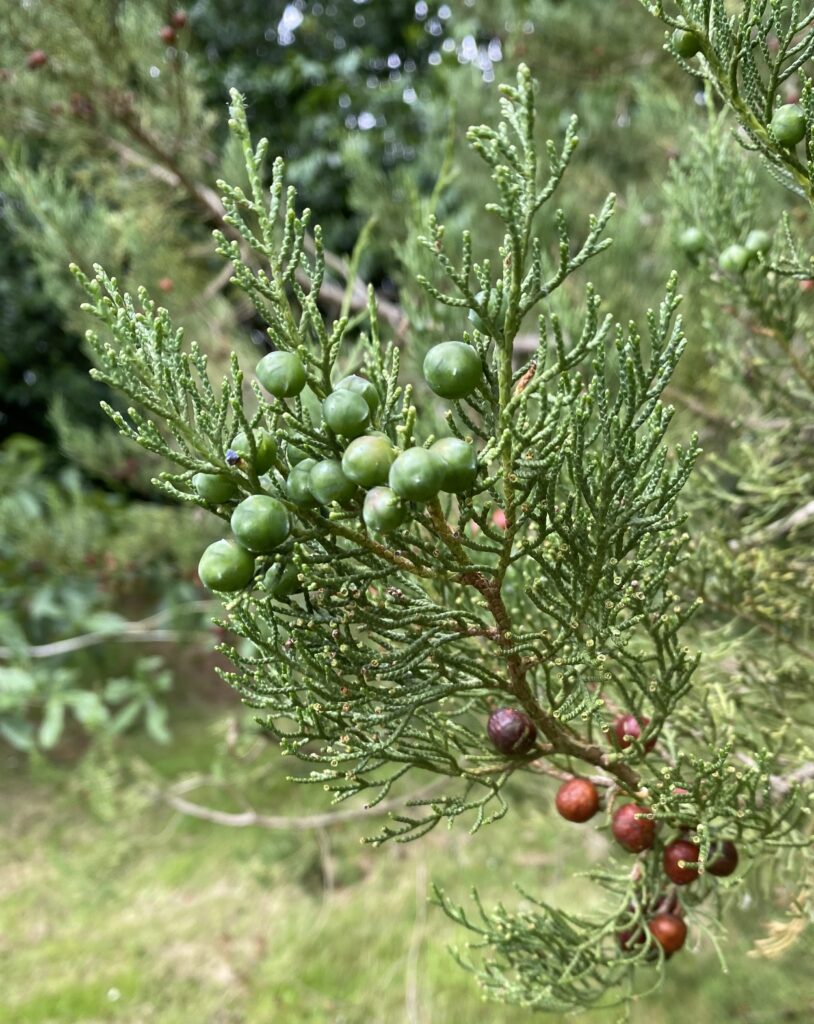Juniperus-phoenicea