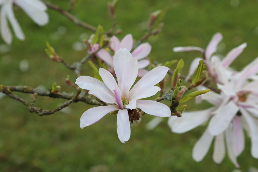 Magnolia x loebneriLeonard Messel